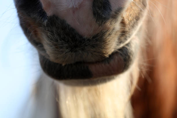 Horse Animal Mane Eye ridding