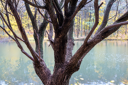 Tree by the lake in autumn, close-up of photo.