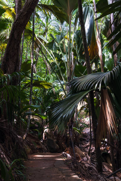 istock Natural reserve park Vallee de Mai, Praslin island, Seychelles 1940336211