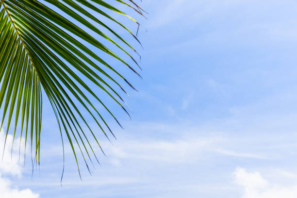 Coconut palm tree leaf is under  blue cloudy sky, natural tropic background photo taken on Anse Lazio beach, Praslin island, Seychelles