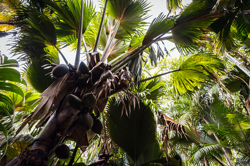 Coco de mer fruits, Lodoicea palm tree. Vallee de Mai, Praslin island, Seychelles