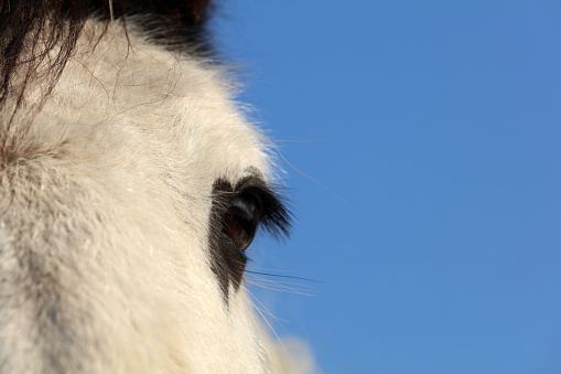 Detailed macro shot of a horse's eye. The horse's color is black and the eyelashes/eyelashes are clearly visible. A front view of the horse's head so that the eye can be seen from the side.