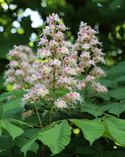 istock Chestnut (Aesculus hippocastanum, bitter chestnut) blooms in nature in spring 1940342828