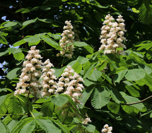 istock Chestnut (Aesculus hippocastanum, bitter chestnut) blooms in nature in spring 1940342830
