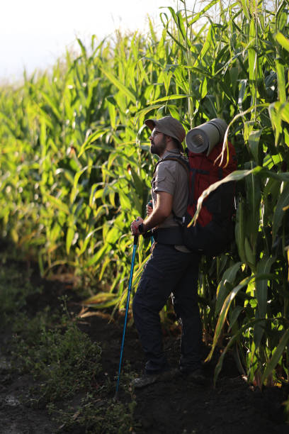 istock Traveler walking in cornfield 1940343384