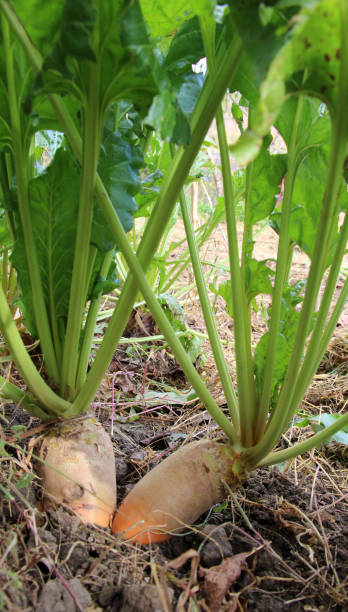 istock Fodder beets grow in the field, intended for feeding animals 1940348303