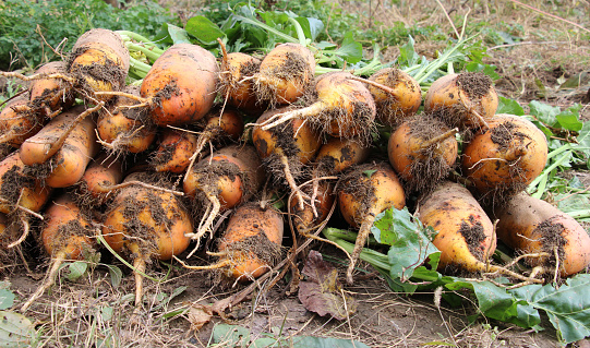 In the field, a dug-up crop of fodder beets lies in a heap