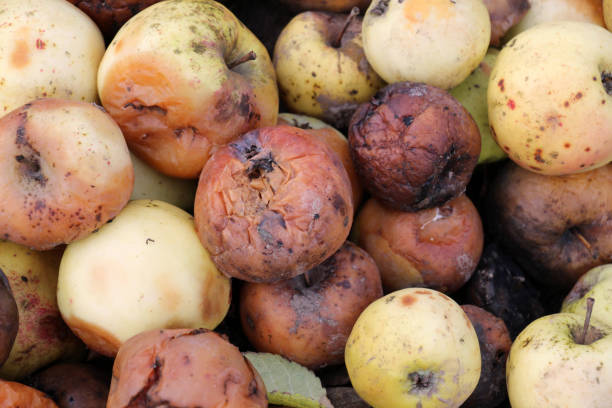 istock Fruit rot of apples damaged by moniliosis (Monilinia) 1940351512
