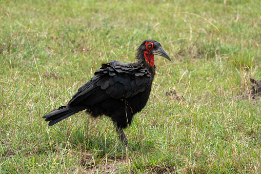 Southern Ground Hornbill bird in the Masaai Mara