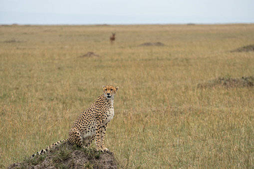 Cheetah, perched on a termite mound, looking for prey. Masaai Mara Kenya