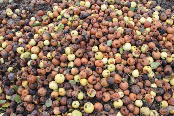 istock Fruit rot of apples damaged by moniliosis (Monilinia) 1940352038