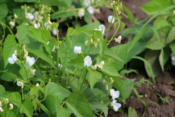 istock Common bean (Phaseolus vulgaris) is blooming in the garden 1940352620