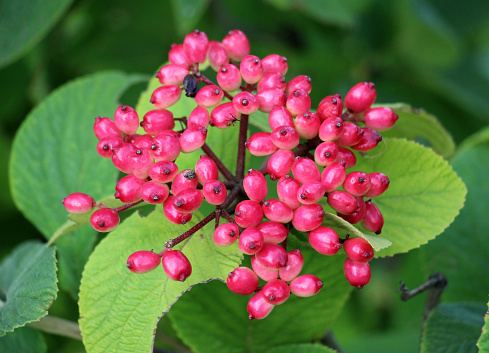 In the summer, viburnum is whole-leaved (Viburnum lantana) berries are ripening