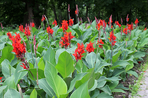 In summer, red cannas bloom in the flowerbed