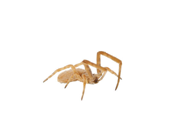 istock Feather-legged spider isolated on white background, Uloborus walckenaerius 1940356496
