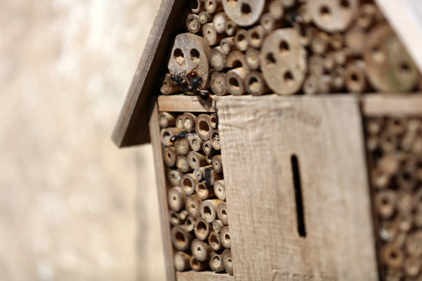Insect hotel Bee hotel with small tubes