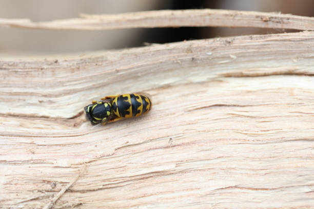 Wasp on a piece of wood