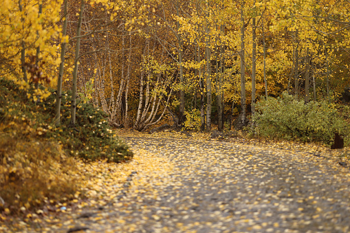 Autumn forest scenery