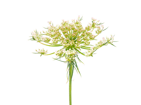 Daucus is a worldwide genus of herbaceous plants of the celery family Apiaceae of which the best-known species is the cultivated carrot.