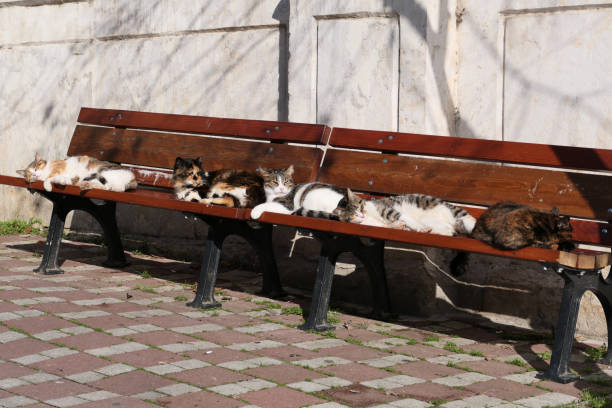 istock Cats sleeping on a bench in the old park 1940379773