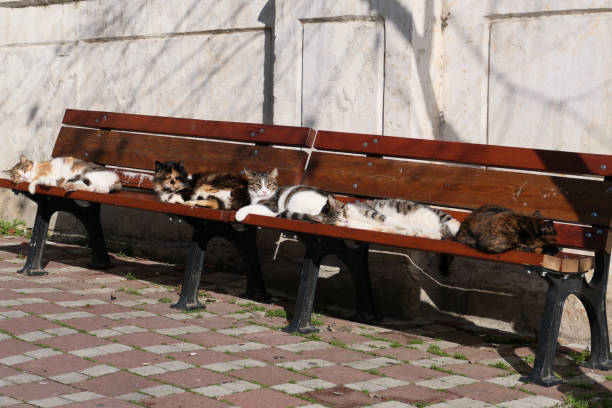 istock Cats sleeping on a bench in the old park 1940380288