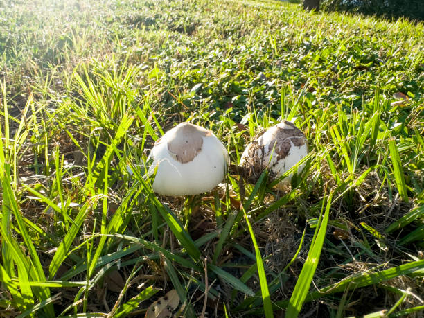 Leucocoprinus brebissonii is a species of mushroom producing fungus in the family Agaricaceae. Leucocoprinus brebissonii or skullcap dapperling mushroom.