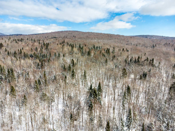 Aerial view of forest and mountain