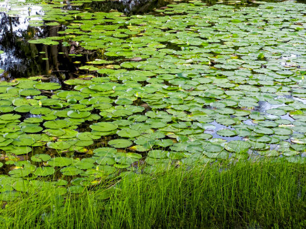 istock Close up lakeside with water lily leaves 1940398080