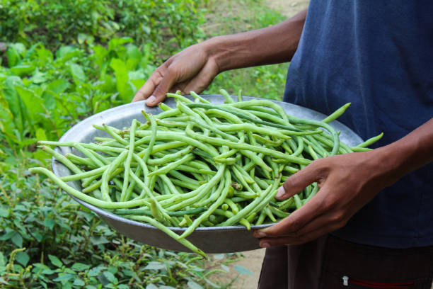 istock Holding some Fresh Long beans in a plate 1940404406