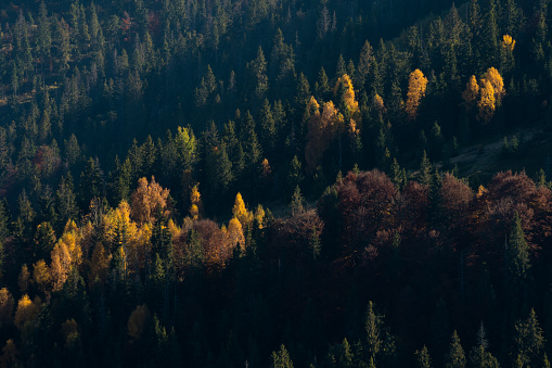 Autumn in Beskid region of Carpathians Mountains near Slavsko town, Ukraine