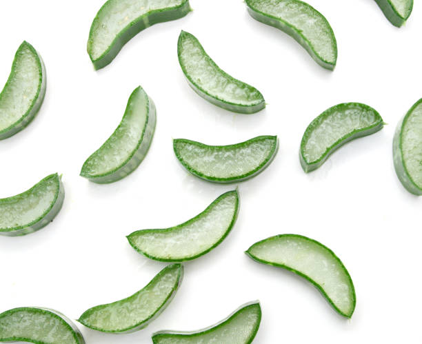 istock An aged of aloe tree on white background 1940421240