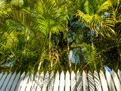 Palm trees and wooden fence in Key West, Florida