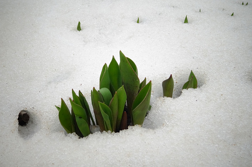Tulips, spring flowers sprout from under the snow