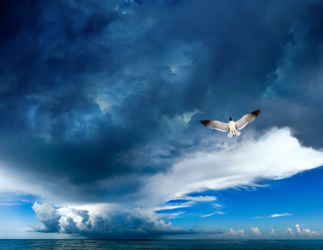 Seagull flying through dark blue clouds over ocean