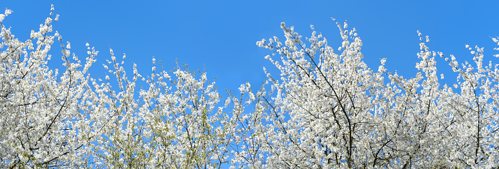 Beautiful floral spring abstract nature panorama background, white blooming branches with soft focus on soft light blue sky background, for Easter and spring cards with copy space