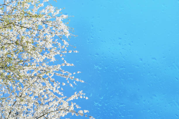 blooming branches white blossoms, against backdrop of blue sky, concept spring season, Spring Celebrations, environmental, nature in detail