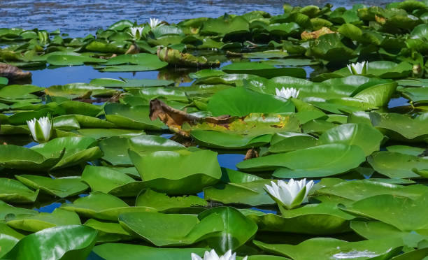 istock Beautiful white water lily (Nymphaea alba) flowers on the water surface 1940434507