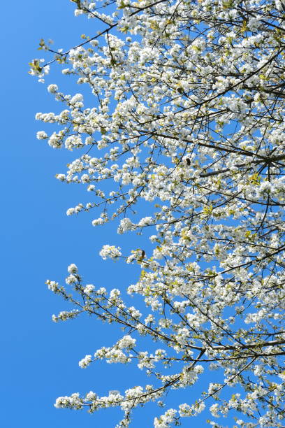 Beautiful blooming branches white blossoms, against backdrop of blue sky, concept Nature's Bloom, Spring Celebrations, nature in detail