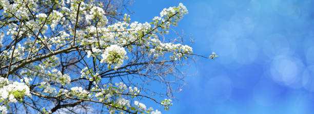 istock floral spring abstract nature panorama background, white blooming branches with soft focus on soft light blue sky background, for Easter and spring cards with copy space 1940434583