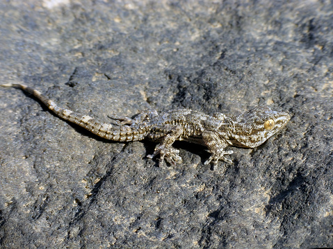 East Canary Gecko, Wall gecko Tarentola angustimentalis, on stone, Canary Islands, Fuerteventura