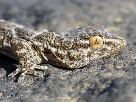 East Canary Gecko, Wall gecko Tarentola angustimentalis, on stone, Canary Islands, Fuerteventura