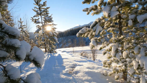 Fresh snow on forest and mountains in morning light