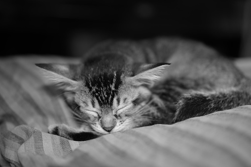 Grey kitten falling asleep at pillow. striped domestic kitty lying. Sleep small domestic cat closes his eyes and falls asleep