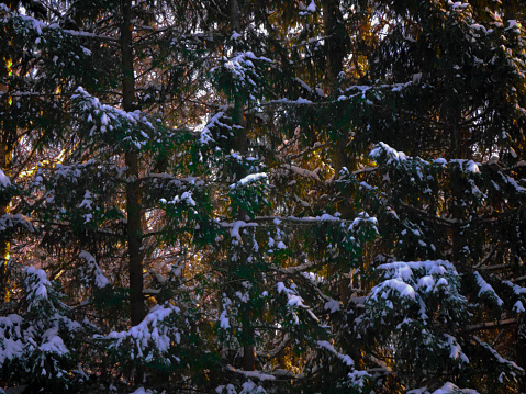 Trees in the forest during the winter