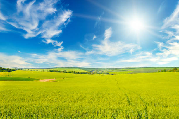 istock Green wheat field and sun. 1940470117