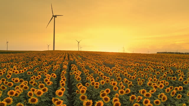 AERIAL Rural Renewable Energy: Aerial View of Sunflowers With Majestic Wind Turbines Rising Amidst the Fields