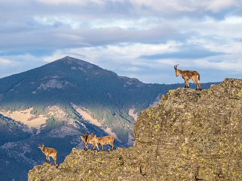 Wild goats in the mountains