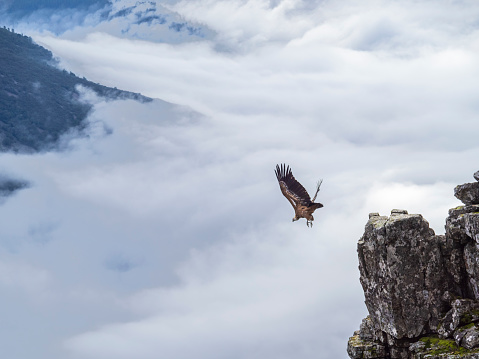 A closeup shot of Eagle in flight landing