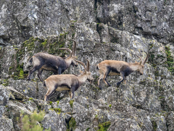 istock Wild goats in the mountains 1940473236