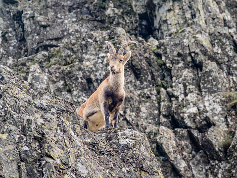 The Mountain Goat (Oreamnos americanus), also known as the Rocky Mountain Goat, is a large-hoofed ungulate found only in North America. A subalpine to alpine species, it is a sure-footed climber commonly seen on cliffs and in meadows. This Mountain Goat was photographed near Ingalls Pass in the Alpine Lakes Wilderness of Washington State, USA.